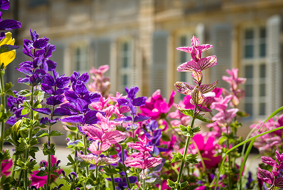 Picture: Flowers in the Court Garden