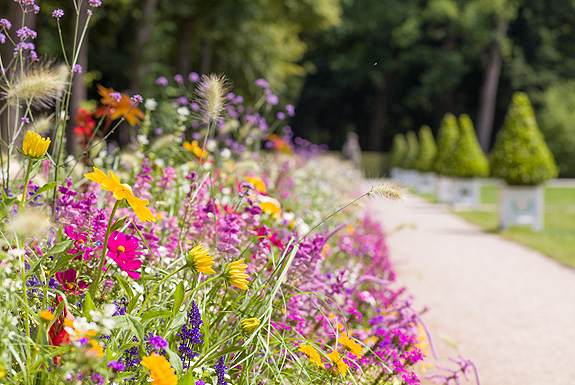 Picture: Promenade with flowers