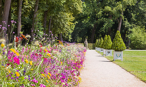 Picture: Promenade with flowers