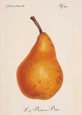 Picture: Bosc's Pear, copper engraving